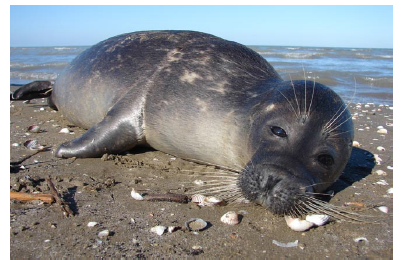 Click here to view Large image 1