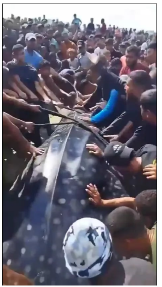 Click here to view Large image 4