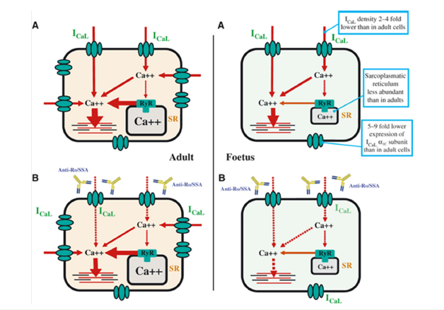 Click here to view Large image 5