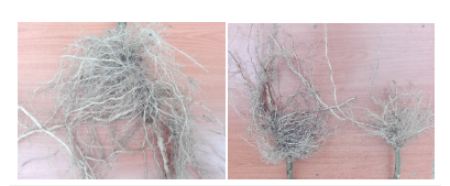 Click here to view Large image 2