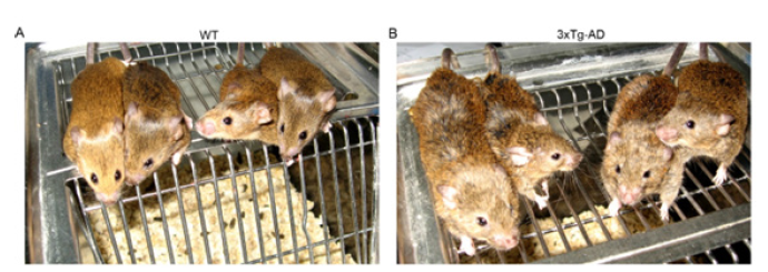 Click here to view Large images 1