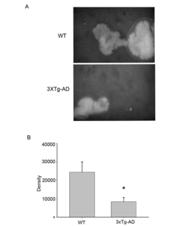 Click here to view Large images 3