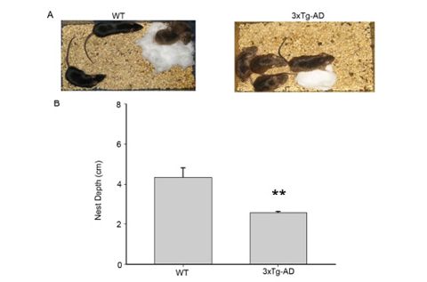 Click here to view Large images 4